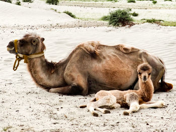 Lion relaxing on sand at beach