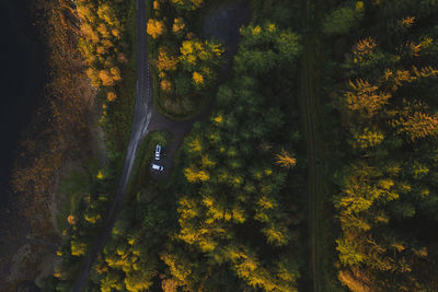 Trees in forest during autumn