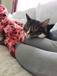 Cat sleeping on sofa at home