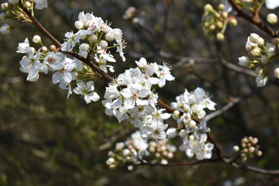 Close-up of white cherry blossom tree