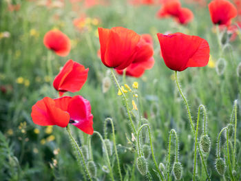 Close-up of red poppy flowers growing on field