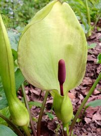 Close-up of plant