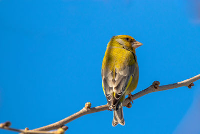 Low angle view of bird perching on branch against blue sky