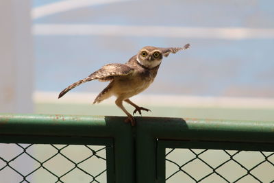 Low angle view of bird perching on chainlink fence