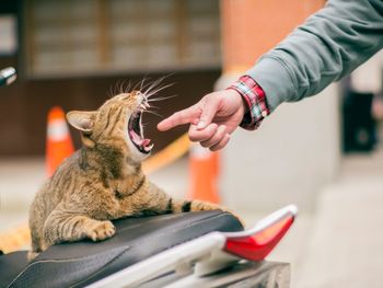 Cropped hand putting finger in cat mouth sitting on motorcycle