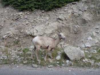 Sheep standing on rock