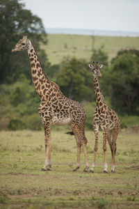 Giraffes standing on land