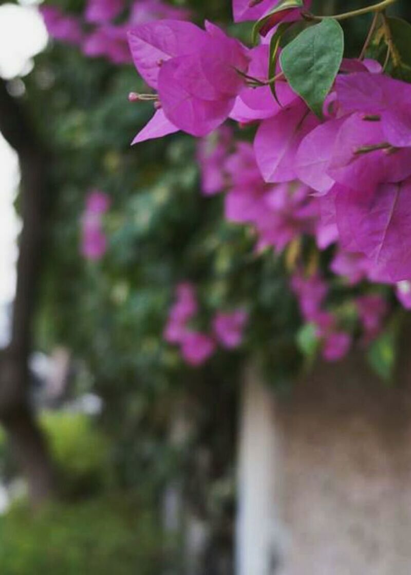 flower, growth, freshness, fragility, petal, pink color, beauty in nature, plant, nature, blooming, leaf, focus on foreground, close-up, in bloom, flower head, selective focus, purple, blossom, stem, outdoors