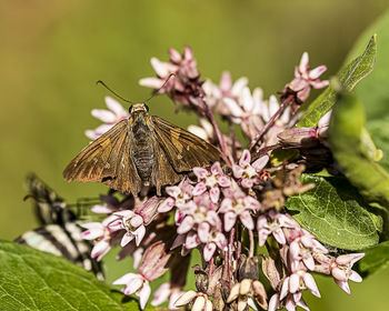 Close-up of butterfly on pink flower