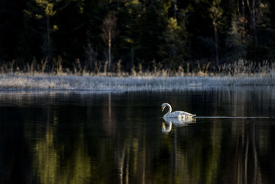 Swan swimming in lake