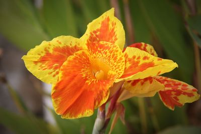 Close-up of yellow flowering plant