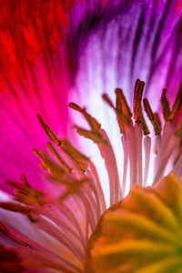 Close-up of day lily blooming outdoors