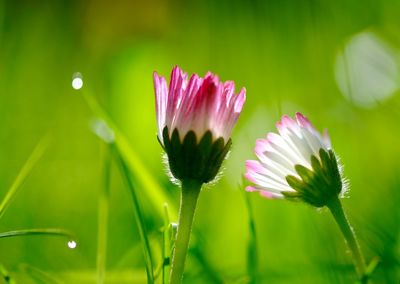 Close-up of pink flowers