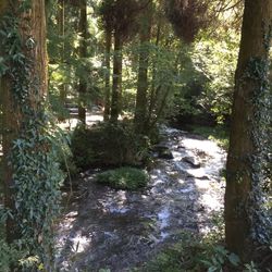 Scenic view of forest