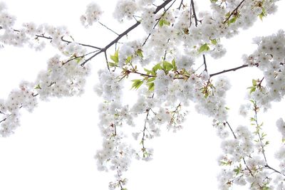 Low angle view of cherry blossoms against sky