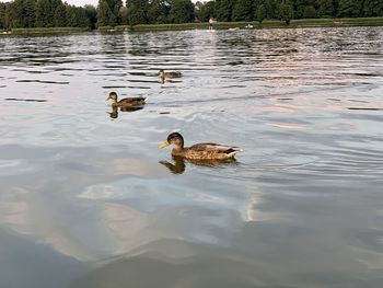 Ducks swimming in lake