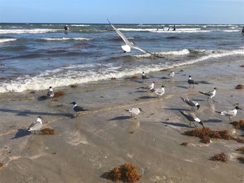 Seagulls on beach against sky