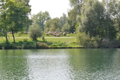 Scenic view of lake in forest against sky