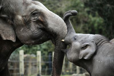 Close-up of elephant