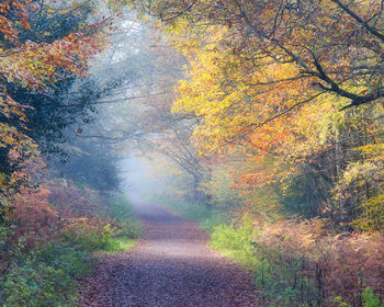 Road amidst trees in forest during autumn