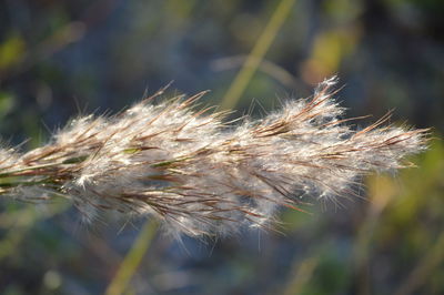 Close-up of plant