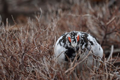 Close-up of a bird on field