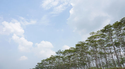 Low angle view of trees against sky