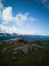 Horses grazing in a field on the mountains, under a big blue sky
