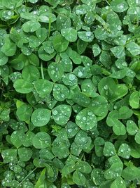 Full frame shot of raindrops on leaves