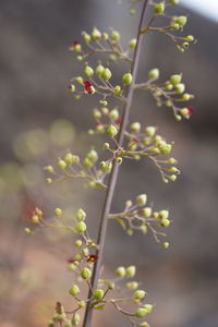 Close-up of flowering plant