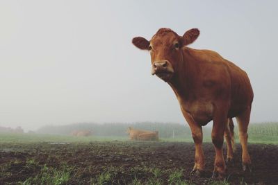 Portrait of cow on field against clear sky