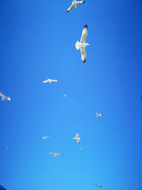 Low angle view of birds in flight