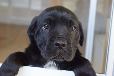 Portrait of black puppy