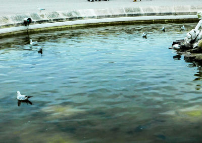 Swans swimming in lake