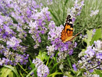 Butterfly pollinating on purple flower