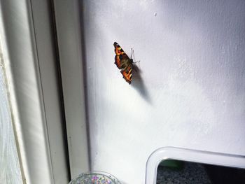 Butterfly on wall