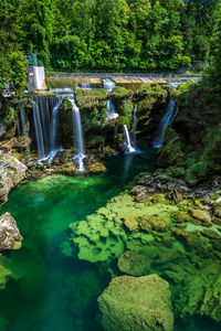 Scenic view of waterfall in forest