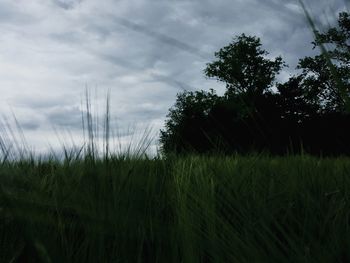 Plants growing on land against sky