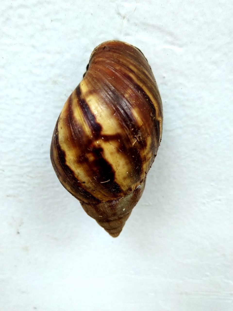 HIGH ANGLE VIEW OF SHELL