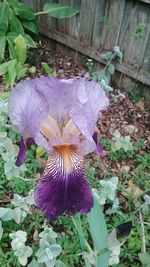 High angle view of iris blooming outdoors