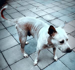 Dog standing outdoors