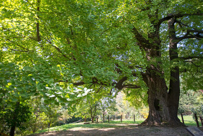 Trees in forest