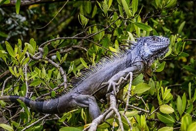 Close-up of a iguana on tree