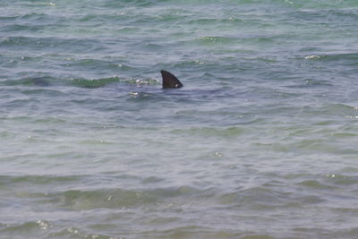 View of fish in sea