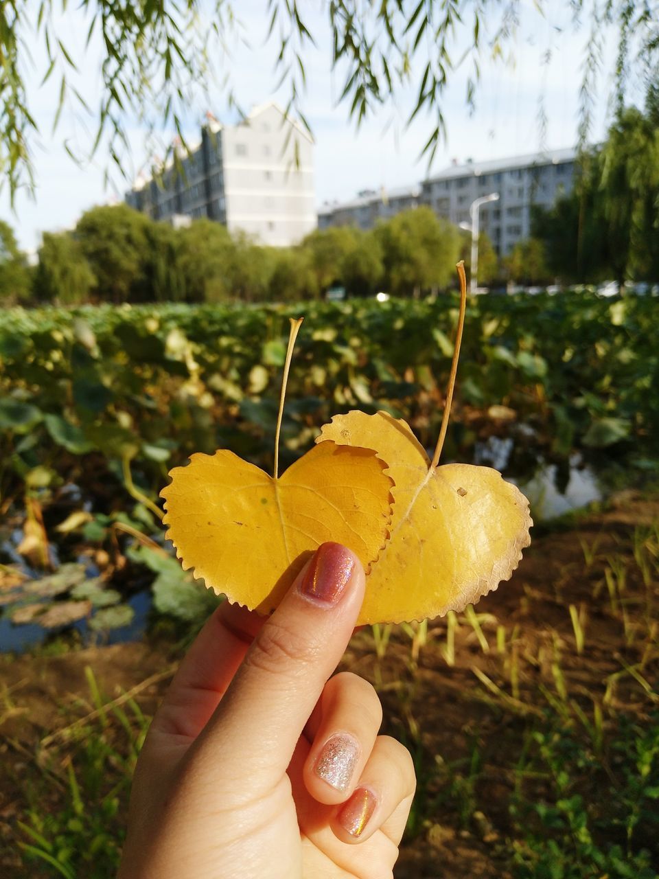 human hand, focus on foreground, real people, human body part, one person, holding, leaf, close-up, outdoors, day, nature, fragility, tree, freshness, women, beauty in nature, people