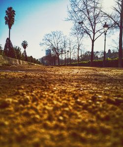 Road amidst bare trees during autumn