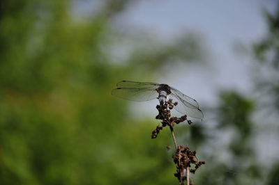 Close-up of dragonfly on plant