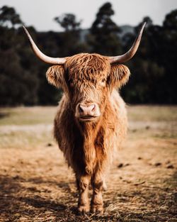 Close-up of cow standing on field