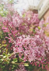 Close-up of pink flowers on tree