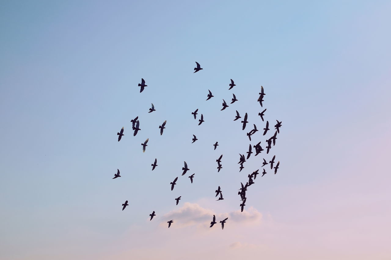 LOW ANGLE VIEW OF SILHOUETTE BIRDS FLYING IN SKY